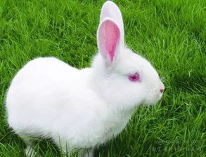 红色眼睛的兔子是什么品种？