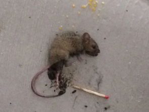 老鼠在粘板上面不吃不喝能存活多久啊 