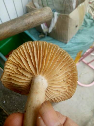 这蘑菇可以吃吗 