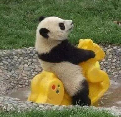 冷知识 大熊猫古代曾被称为貔貅