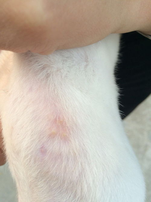 我家狗狗身上长这种痘痘,里面有脓,这个是新长的,好了过后就会没有毛毛 