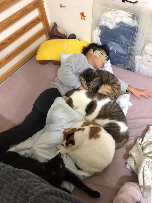 儿子睡觉梦到鬼压床,妈 那不是梦,是3只猫压的