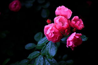 五月,开在诗词里的蔷薇 