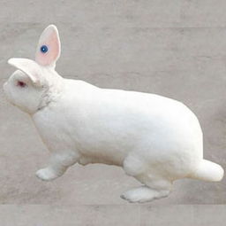 供应优质种兔 法系獭兔 美系种兔价格 肉兔养殖签订回收
