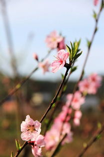 桃花岛上桃花开,如织游客踏春来