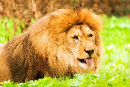 狮子和什么动物是相克 