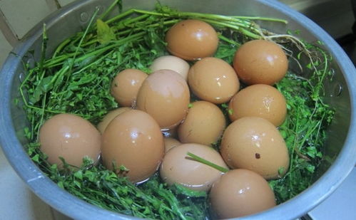 艾叶煮鸡蛋的做法 艾叶煮鸡蛋的正确做法