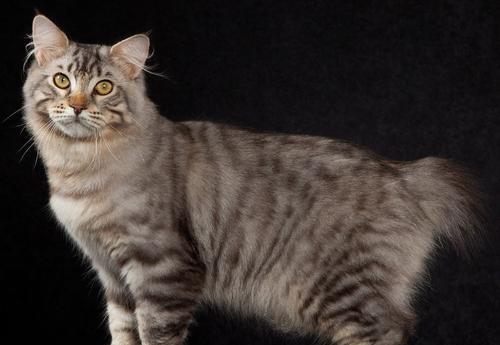 猫咪品种大全介绍 美国短尾猫,真正的小老虎,能养的 猫科猎手