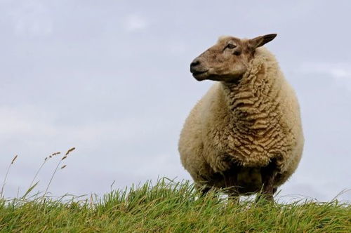 羊羊羊 12月中旬不要去这些地方,一喜更比一喜强,未羊人看看
