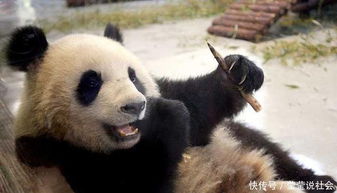 熊猫伤人后为什么就不吃不喝了 答案说出来你可能不信 