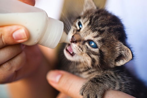 猫咪多大可以喝羊奶粉 可以一直喝吗