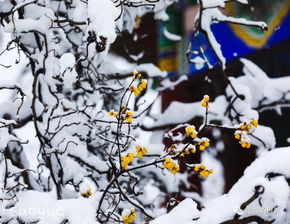 我的城市开始下雪,你在他乡还好吗 雪漫过我的城市,我在风中想你 