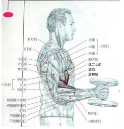 手臂肌肉名称 搜狗图片搜索