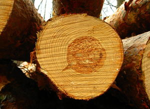 树木纹理木材切面圆木剖面图年轮高清照片