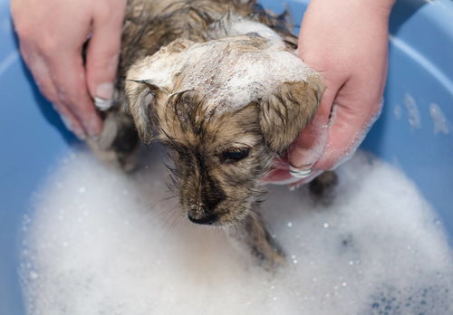 辟谣 给狗狗洗澡浴液越多洗的越干净 小心引起狗狗皮肤病