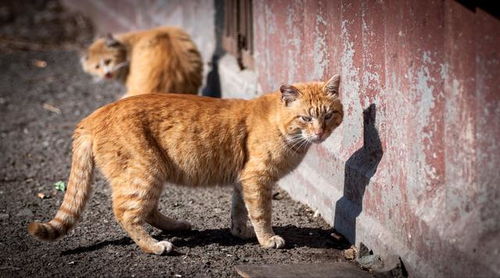 为什么老一辈总说 养猫,不要养 自来猫