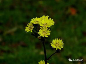 闲花野草逢春处图片 表情大全