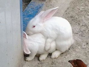 兔子在这些情况下,不宜继续繁殖