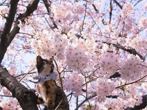 春季猫咪和樱花最般配没有之一,看看喵星人赏樱花 