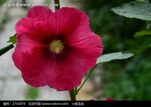 红艳欲滴的蜀葵高清图片下载 红动网 