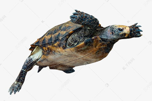海洋生物海龟素材图片免费下载 千库网 