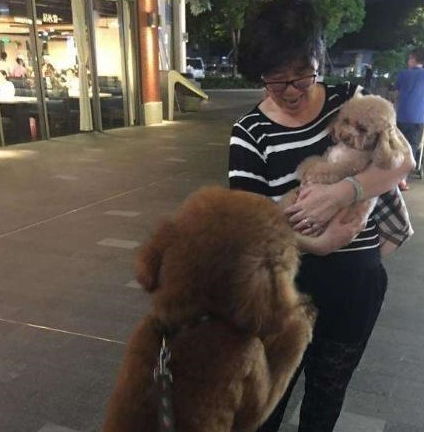 泰迪犬为什么喜欢闻你的味道 别再说爱你了,还有这5个原因