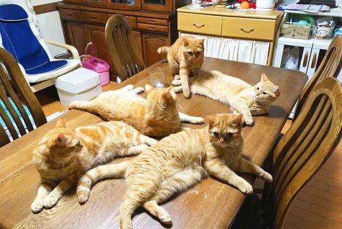 一下养了5只橘猫,每天吃饭 压力山大 ,主人 真怕哪天命不保