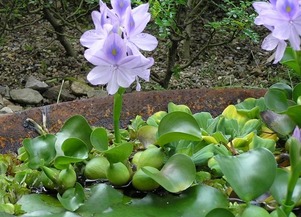 水葫芦是什么(水葫芦是什么植物裸子还是被子)