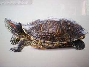 野生巴西红耳龟一斤二两可以买多少钱 