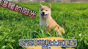 主人和柴犬的遛弯日常记录