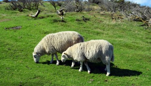 67年属羊56岁命中注定2023,91年、79年、67年羊运势