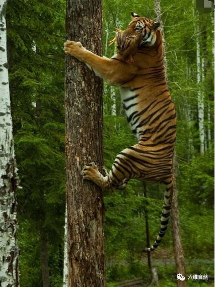 老虎不会爬树 连猎豹都会爬树,老虎怎可能不会 