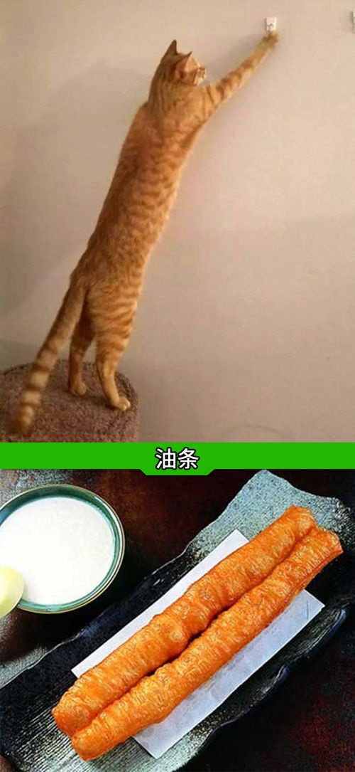 我当你是仆人,你却想吃我jiojio 如果你饿了看猫都能流口水