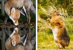 英国哺乳动物摄影大赛 可爱松貂夺冠 