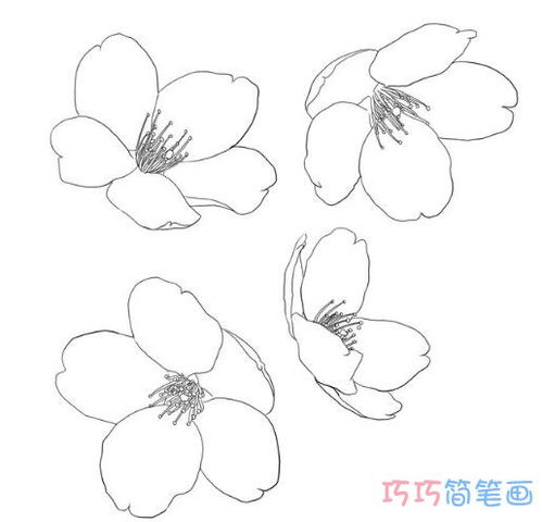 樱花怎么画简笔画又漂亮,春天的花怎么画又简单又好看？