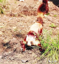 巫山一男子家里养的宠物 红松鼠 被林业专家带走
