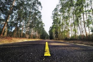 道路两旁的树是什么树啊 