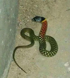 头部是黑色背部一圈黄 一圈红色的是什么蛇 
