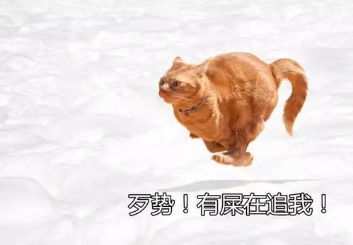 猫咪拉完屎在家里狂奔,你知道是什么原因吗