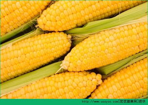 煮熟的玉米怎么保存 煮熟的玉米能存放多久
