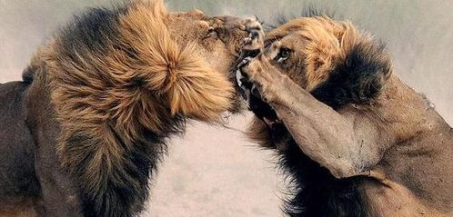 一头雄狮如果被拔掉了尖牙和利爪,还能伤到人吗