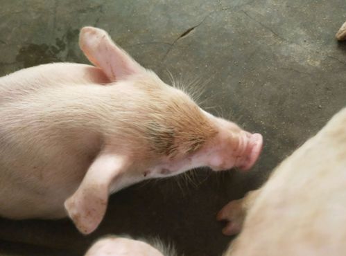 保育猪咳喘治疗方法及原因,夏季小猪咳嗽气喘怎么办 养猪人必学