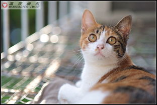 猫猫咪在阳台专辑 温莎迪尔 