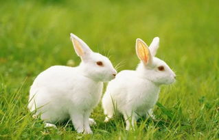 秋季养兔要时刻谨防这两种病