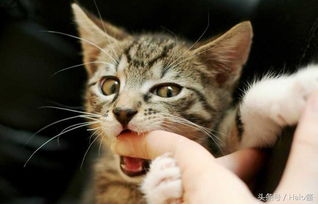 初见猫咪如何接近它 只要伸出食指当假喵鼻就好了 