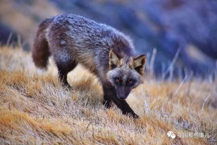中国允许养的狐狸品种 养狐狸的人都后悔了