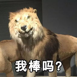 不请美术生,这家博物馆的动物标本把人都丑哭了 狮子 