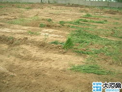 河南多地再现毁麦事件 柘城村民保护小麦遭殴打 
