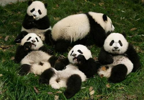 韩女团不戴手套摸熊猫,违规接触熊猫幼崽,将其置于生病风险之中
