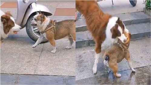 安徽两人遛狗不牵绳,导致两只狗猛烈撕咬,网友 牵绳很难 